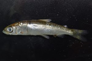 Vendace found in 2013 Esthwaite survey.jpg